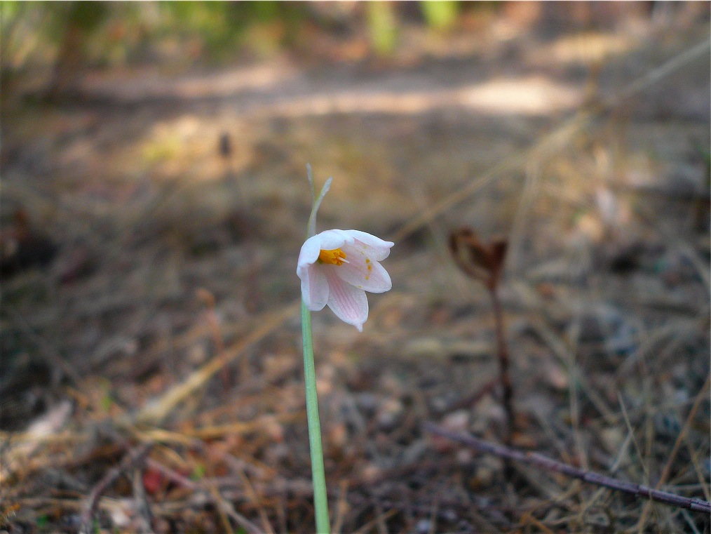 Leucojum roseum / Campanelle rosee